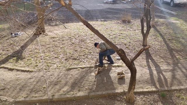 Спилили ветку опасную для машины.