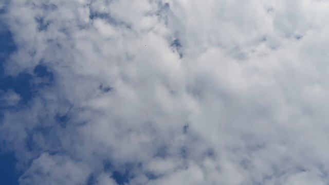 30.03.26 г. Андижанская порода голубей (3)