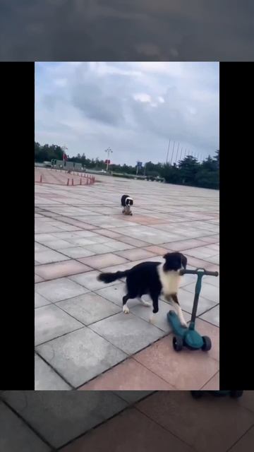 идея фанат дабл бабл