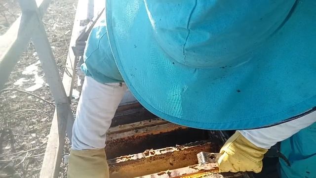 первая весенняя ревизия пчёл 2026. часть 2.