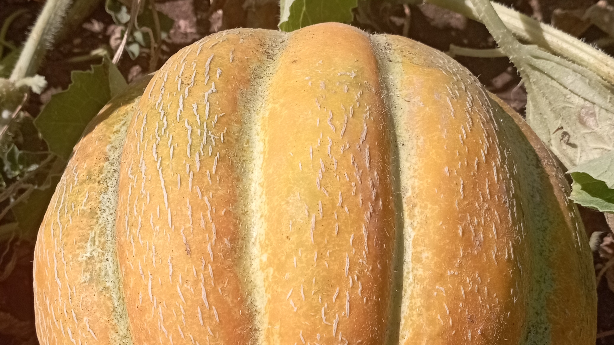 Посевная на даче продолжается. Сезон 2026.