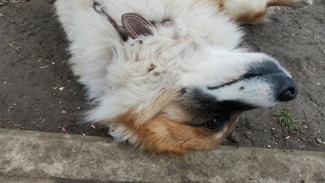 Погладь пёселя