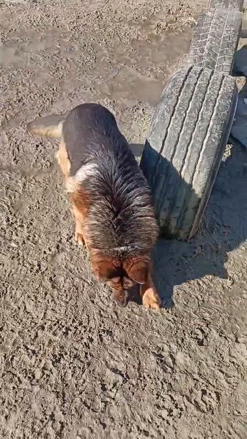 Хомяк суетолог