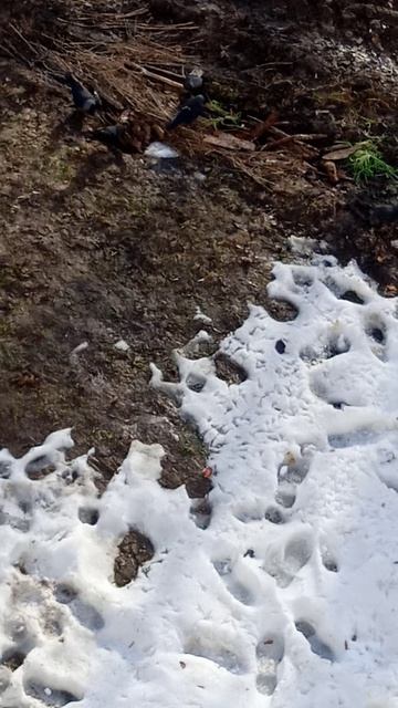 грачи прилетели