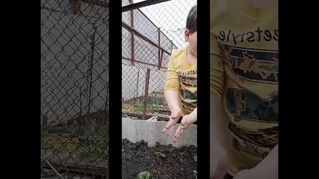 Сажаю Клубнику