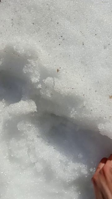 весенняя снежная тропа