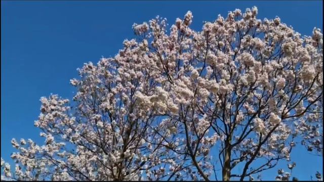 Цвела сирень - Raulita & Zaan Leon Studio