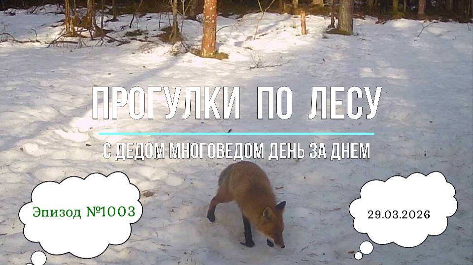 Прогулки по лесу. День за днем с дедом Многоведом. 29 марта 2026г. Эпизод 1003.