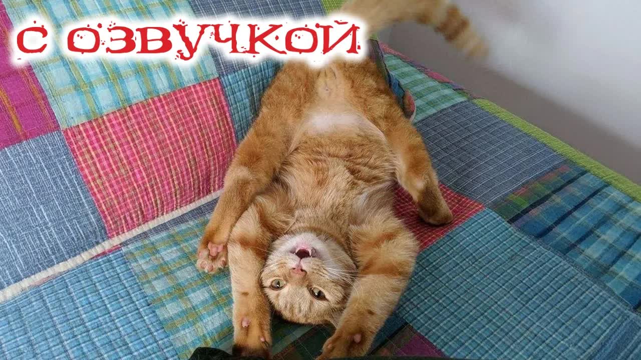 Приколы с котами! С ОЗВУЧКОЙ! Смешные животные 2026 😂 Лучшие Приколы!