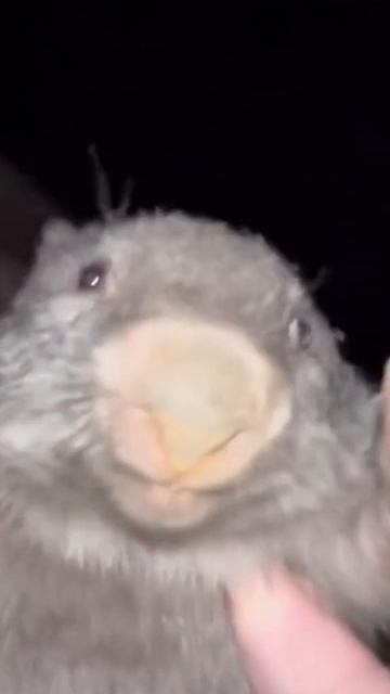 щгпишнпмшнеп