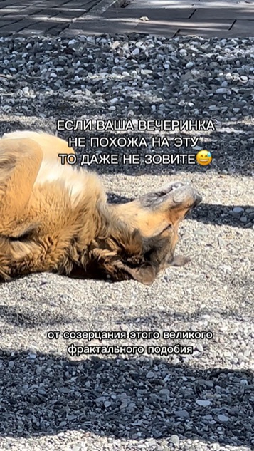 ТОТАЛЬНЫЙ СОБАЧИЙ ДЗЕН