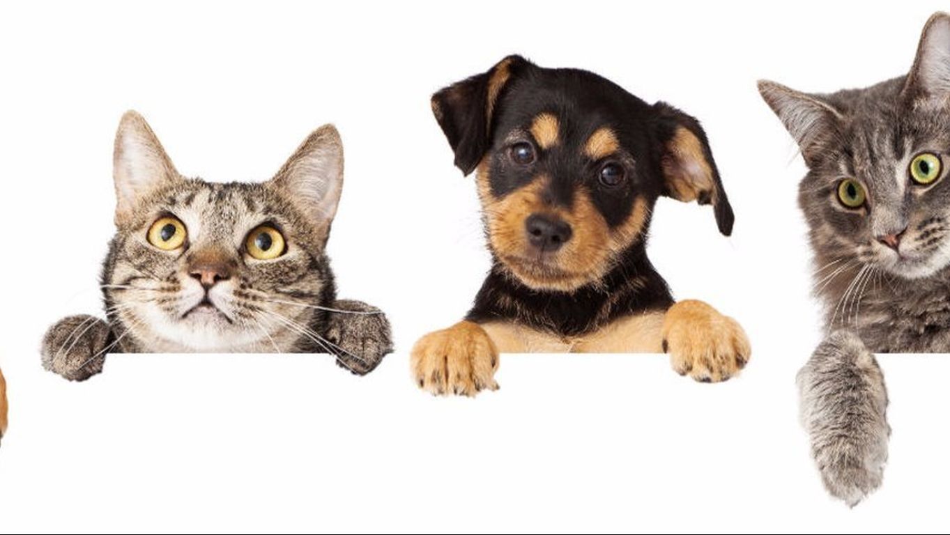 Домашние любимцы . Занятие от 27.03.2026. Педагог Дарченко Татьяна Олеговна