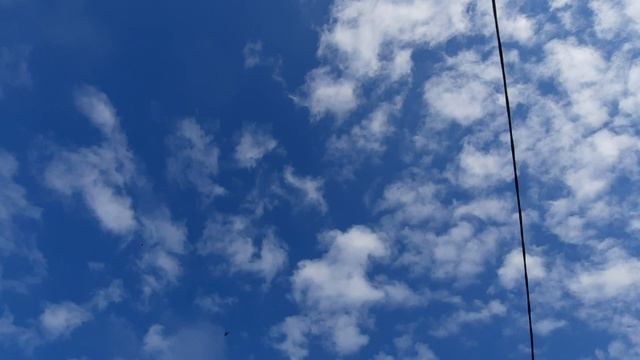 30.03.26 г. Андижанская порода голубей (2)