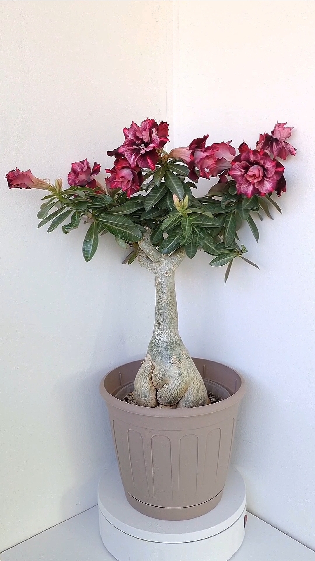 Чеширский кот. Адениум.