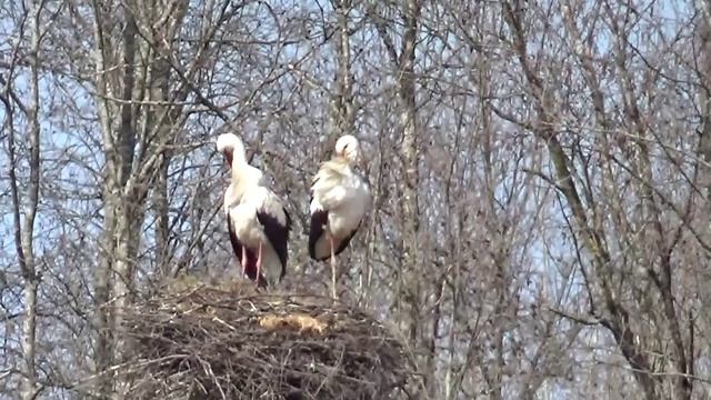 Аисты Жуковские.29 марта 2026 года.