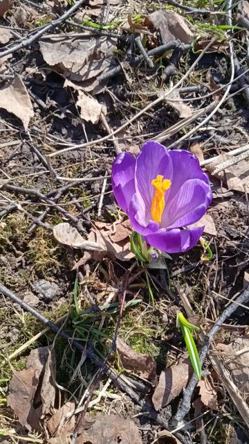 первый весенний цветок рассцвёл