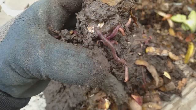 Червячная ферма на своем земельном участке. Миниферма. Первый опыт!