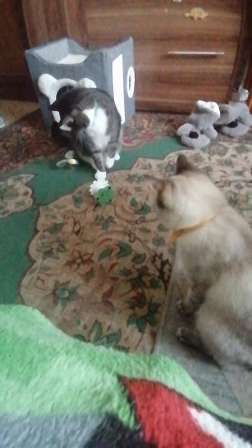 VID_20260330_173352.mp4