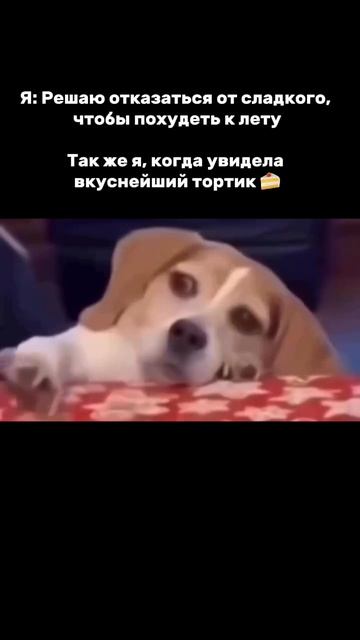 А тортик так и манит #здоровье #еда #здороваяэнергия #зож #юмор #вред #психология #здоровыйдух #кбжу