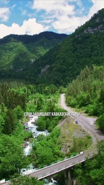 Почему во Владивостоке нет пальм как в Сочи ?