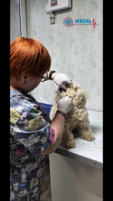 Кистозная гиперплазия эндометрия у собак. Ветклиника в Калуге Жизнь.