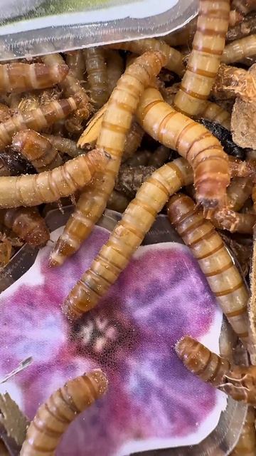 ⭐Программа «Шмелиное приключение»