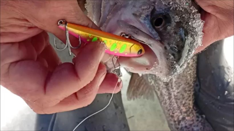 В поимках форели принимает участие ратлин Eclipse. Обзор со спорт зоны. Клёвое место лосиный остров