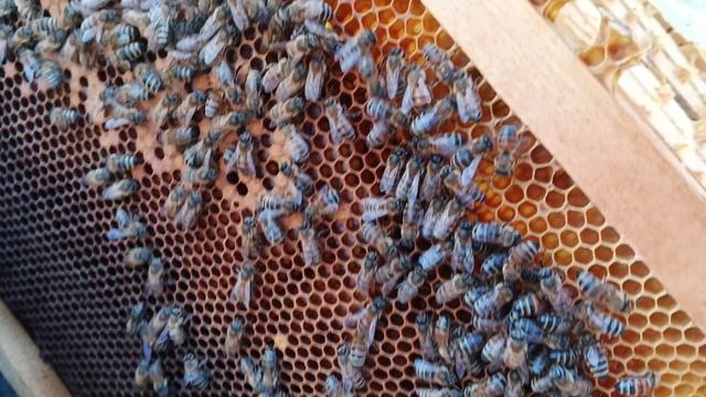 31.03.26. Расширение семьи и другие сюрпризы на пасеке в сугробах!!?