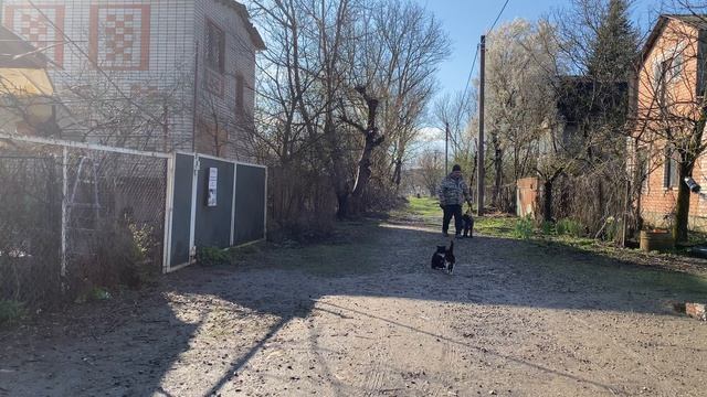 Кане-корсо 4 месяца Ральф! Будни дрессировки!