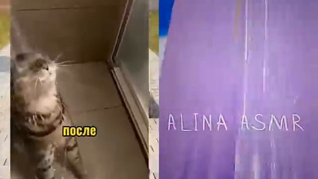 Вирусные видео