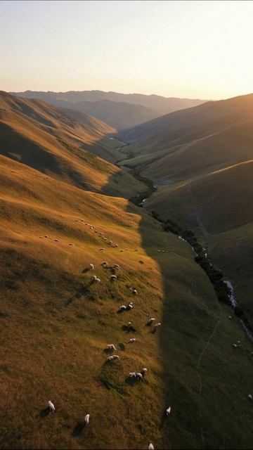 Красота горных лугов: мир овец и природы #природа #горныепейзажи #овцы