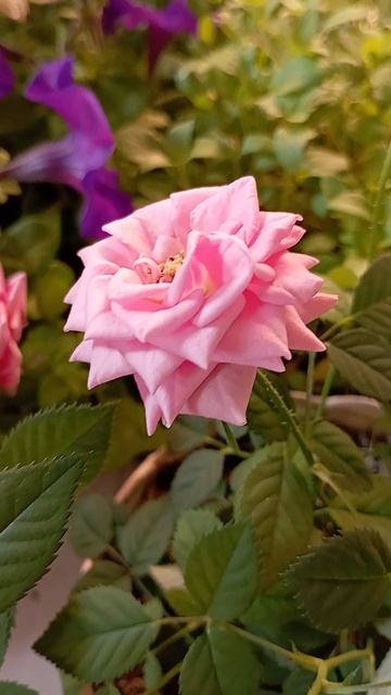 Роза Кордана