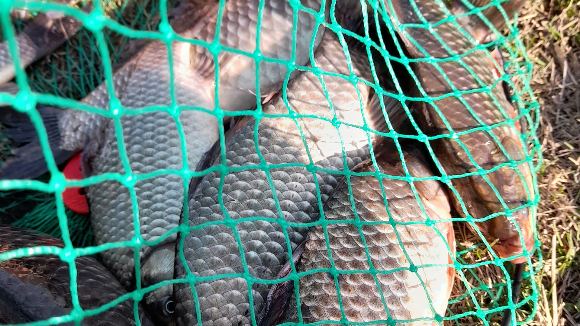 ОХОТНИК ЗА КРУПНЫМ КАРАСЕМ МАРТ 26 год