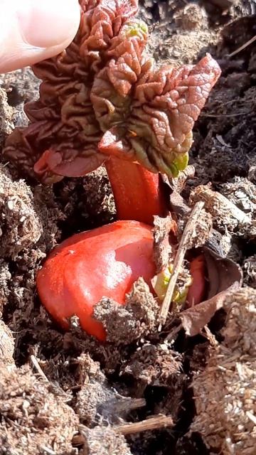 Первая зелень, не смотря на снег