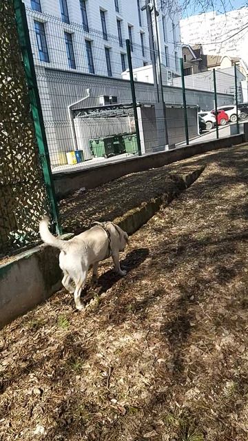 Когда ты слишком красив для грязных луж: Симба наконец в Зелёной Роще