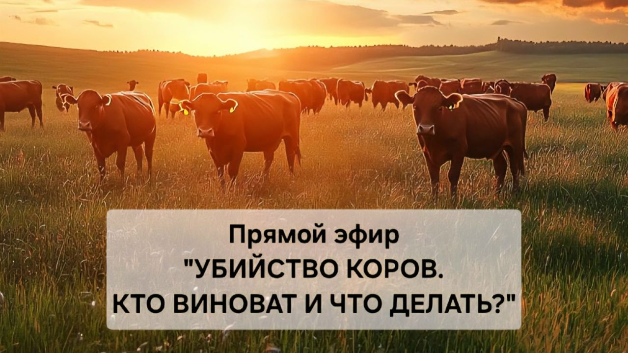Убийство коров. Кто виноват и что делать?