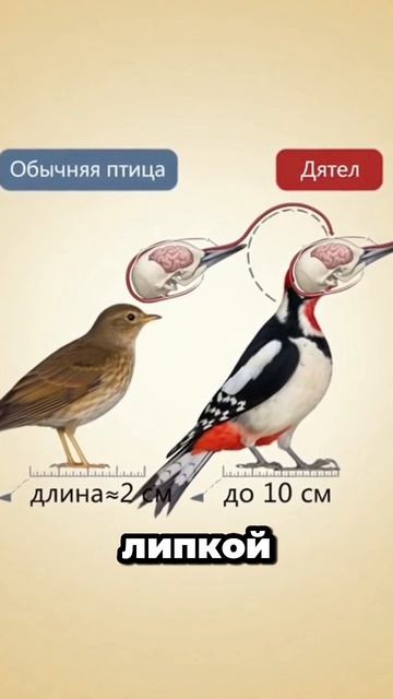 Почему у дятла такой длинный язык? Удивительный секрет строения дятла 🐦🪵 #птицы #животные #природа