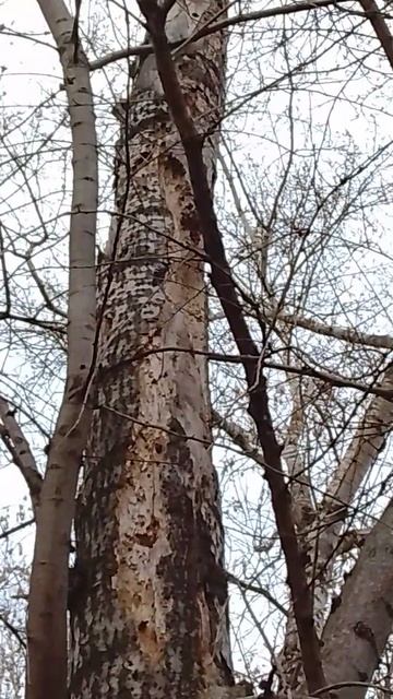 мы видели дятла