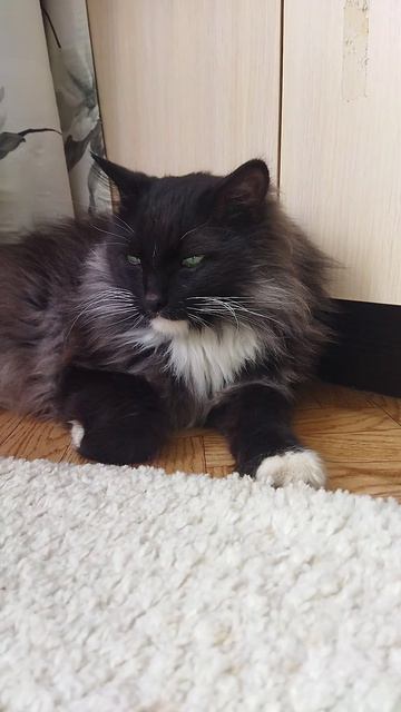 мишка 😻😻😻