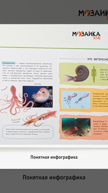 Рентгенорама животные