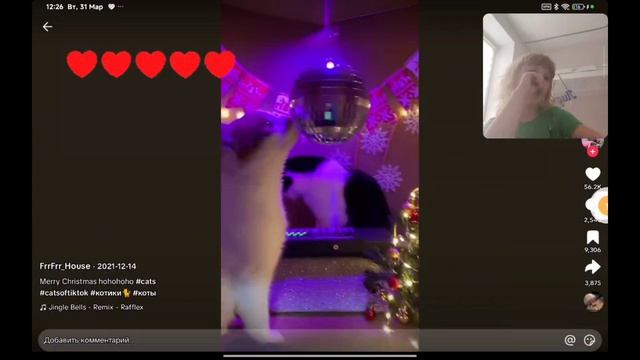 ПОПРОБУЙ НЕ ЗАСМЕЯТСЯ!  Я ПРОИГРАЛА!?  ставь лайк!  СМЕШНЫЕ котики)  (Лидусик холодусик PLAY 🍓)