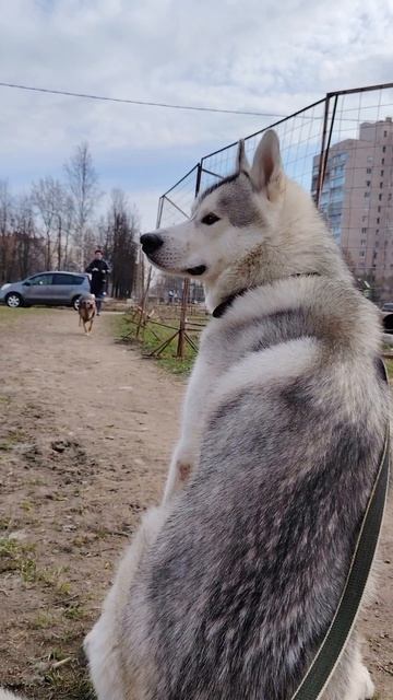 Хаски Джек растерялся