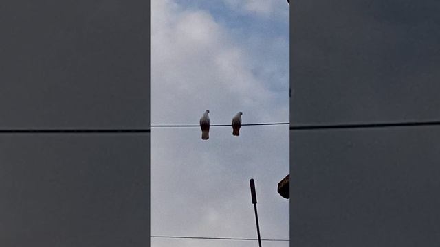 Моя живность