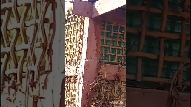 голуби Ломова первый полет