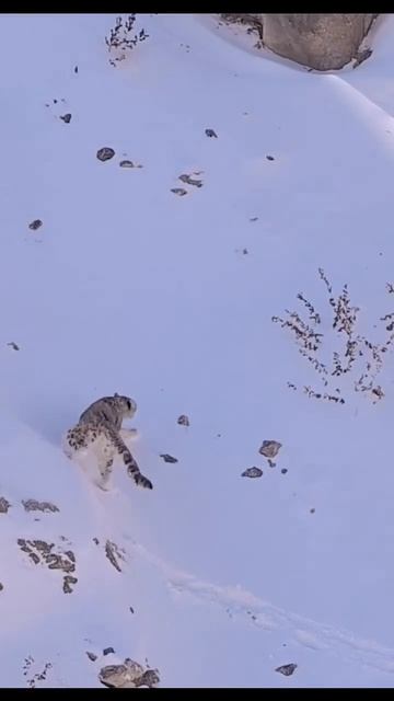 ирбис

# #кот #ирбис  #красавчик #барс #горы #снег #животные #природа #топ #рек