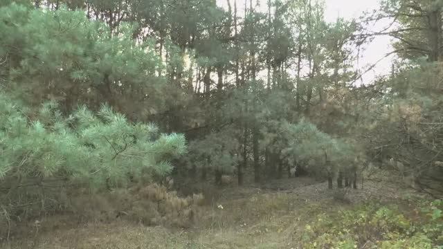 ОХОТА НА ЗАЙЦА В БЕЛАРУСИ