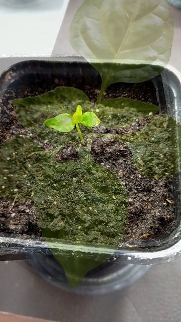 C35cf458c02e1c7e536957765e656b4a