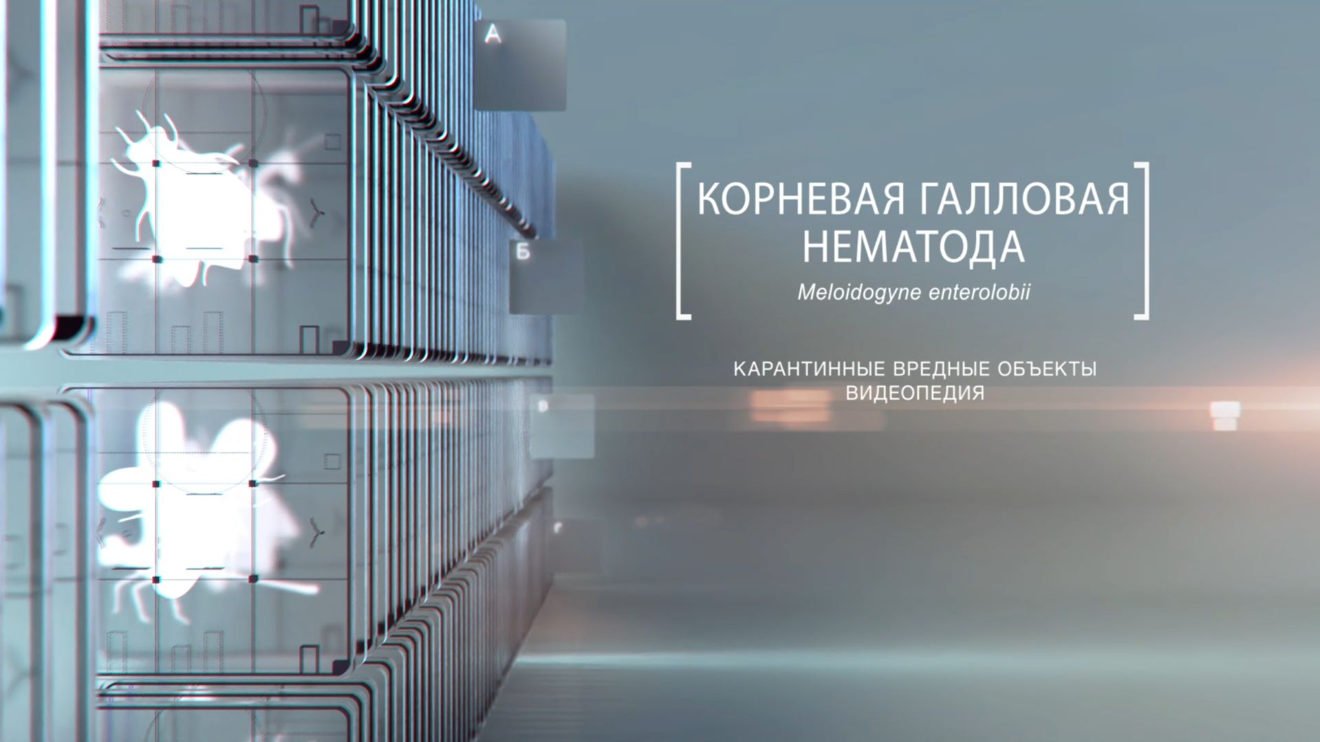 Поражает все — от огурца до розы: чем опасна корневая галловая нематода