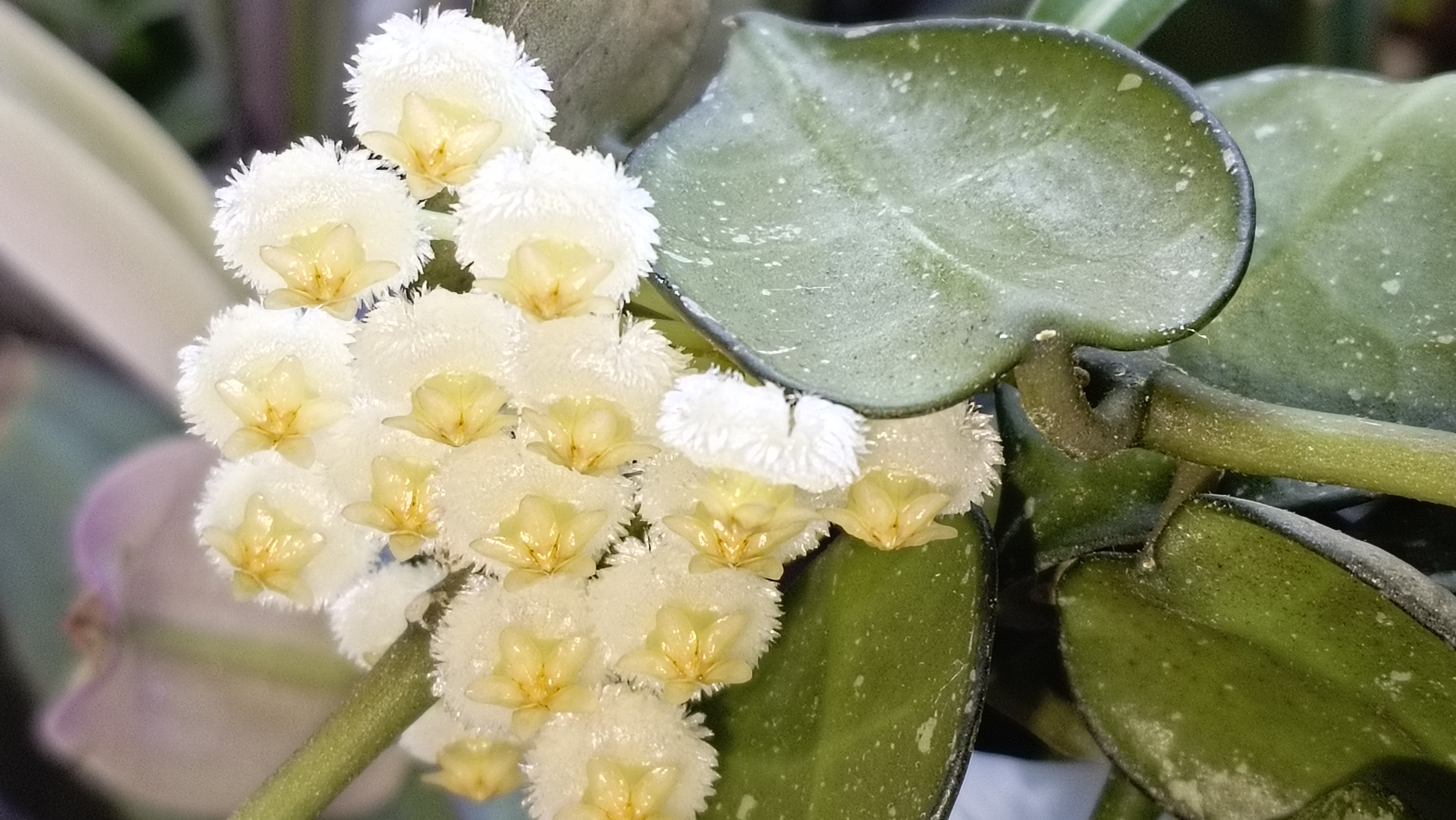 Цветение хойи Лакунозы Эскимо сплеш