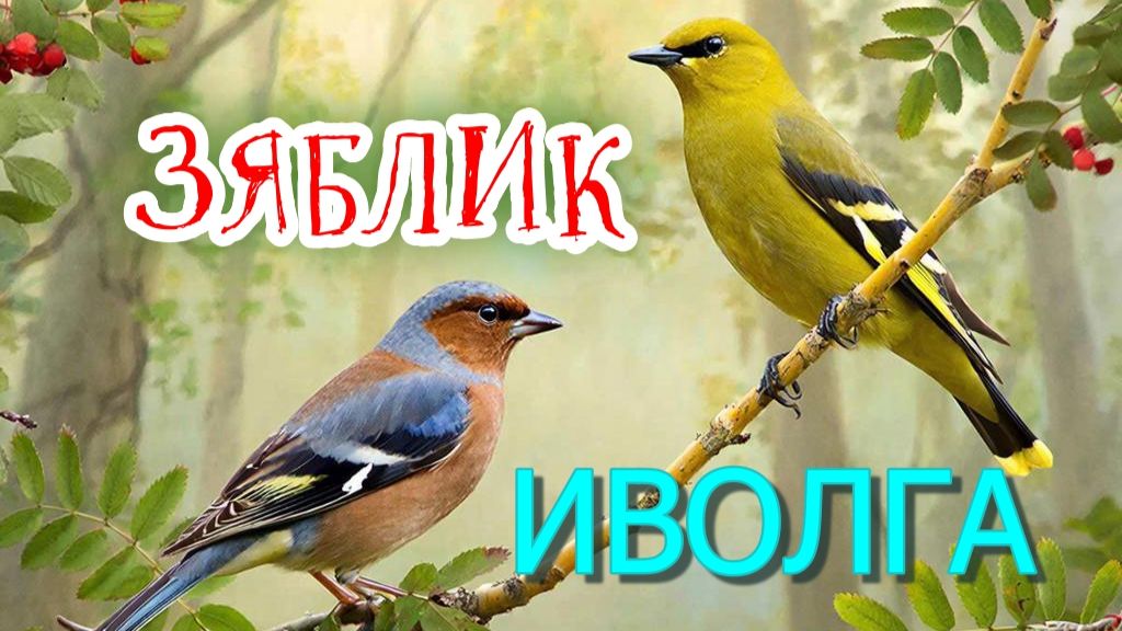 Зяблик и иволга. Пение птиц